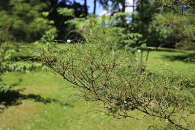 Rhamnus frangula 'Asplenifolia' - řešetlák krušina olšová - olistění